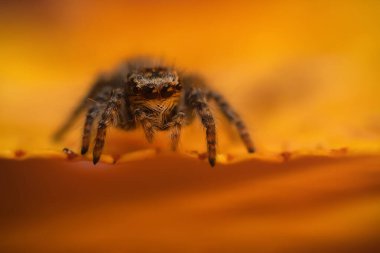 Bir örümceğin estetik açıdan hoş ve göze çarpan bir fotoğrafı ve sıcak renklerin hakim olduğu bir arka plan. Örümcek türü zıplayan bir örümcektir. Doğal arkaplan. 