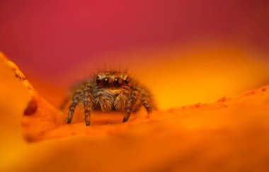 Bir örümceğin estetik açıdan hoş ve göze çarpan bir fotoğrafı ve sıcak renklerin hakim olduğu bir arka plan. Örümcek türü zıplayan bir örümcektir. Doğal arkaplan. 