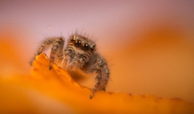 Bir örümceğin estetik açıdan hoş ve göze çarpan bir fotoğrafı ve sıcak renklerin hakim olduğu bir arka plan. Örümcek türü zıplayan bir örümcektir. Doğal arkaplan. 