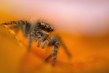 Bir örümceğin estetik açıdan hoş ve göze çarpan bir fotoğrafı ve sıcak renklerin hakim olduğu bir arka plan. Örümcek türü zıplayan bir örümcektir. Doğal arkaplan. 