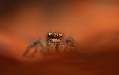 Bir örümceğin estetik açıdan hoş ve göze çarpan bir fotoğrafı ve sıcak renklerin hakim olduğu bir arka plan. Örümcek türü zıplayan bir örümcektir. Doğal arkaplan. 
