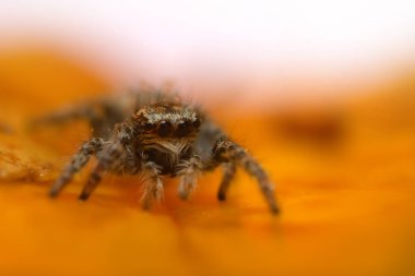 Bir örümceğin estetik açıdan hoş ve göze çarpan bir fotoğrafı ve sıcak renklerin hakim olduğu bir arka plan. Örümcek türü zıplayan bir örümcektir. Doğal arkaplan. 