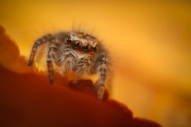 Bir örümceğin estetik açıdan hoş ve göze çarpan bir fotoğrafı ve sıcak renklerin hakim olduğu bir arka plan. Örümcek türü zıplayan bir örümcektir. Doğal arkaplan. 