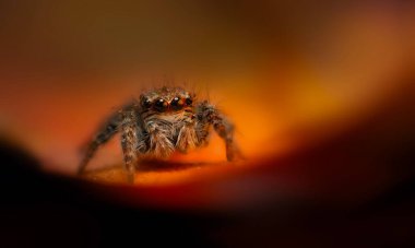 Bir örümceğin estetik açıdan hoş ve göze çarpan bir fotoğrafı ve sıcak renklerin hakim olduğu bir arka plan. Örümcek türü zıplayan bir örümcektir. Doğal arkaplan. 