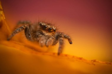 Bir örümceğin estetik açıdan hoş ve göze çarpan bir fotoğrafı ve sıcak renklerin hakim olduğu bir arka plan. Örümcek türü zıplayan bir örümcektir. Doğal arkaplan. 