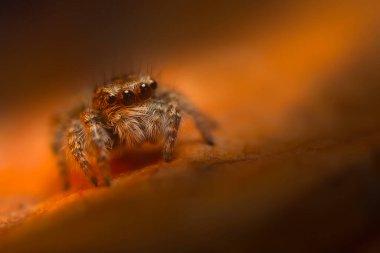 Bir örümceğin estetik açıdan hoş ve göze çarpan bir fotoğrafı ve sıcak renklerin hakim olduğu bir arka plan. Örümcek türü zıplayan bir örümcektir. Doğal arkaplan. 