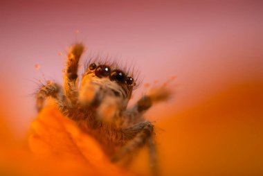 Bir örümceğin estetik açıdan hoş ve göze çarpan bir fotoğrafı ve sıcak renklerin hakim olduğu bir arka plan. Örümcek türü zıplayan bir örümcektir. Doğal arkaplan. 