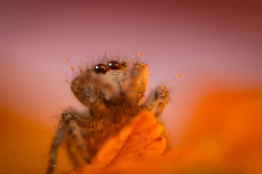 Bir örümceğin estetik açıdan hoş ve göze çarpan bir fotoğrafı ve sıcak renklerin hakim olduğu bir arka plan. Örümcek türü zıplayan bir örümcektir. Doğal arkaplan. 