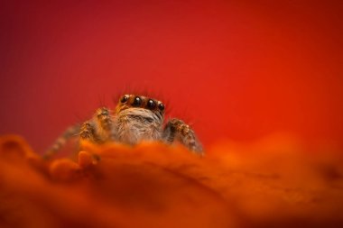 Bir örümceğin estetik açıdan hoş ve göze çarpan bir fotoğrafı ve sıcak renklerin hakim olduğu bir arka plan. Örümcek türü zıplayan bir örümcektir. Doğal arkaplan. 