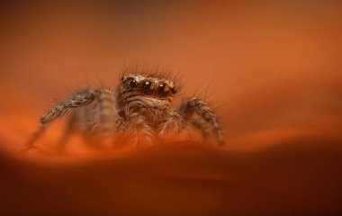 Bir örümceğin estetik açıdan hoş ve göze çarpan bir fotoğrafı ve sıcak renklerin hakim olduğu bir arka plan. Örümcek türü zıplayan bir örümcektir. Doğal arkaplan. 