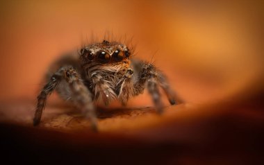 Bir örümceğin estetik açıdan hoş ve göze çarpan bir fotoğrafı ve sıcak renklerin hakim olduğu bir arka plan. Örümcek türü zıplayan bir örümcektir. Doğal arkaplan. 