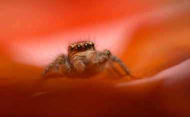 Bir örümceğin estetik açıdan hoş ve göze çarpan bir fotoğrafı ve sıcak renklerin hakim olduğu bir arka plan. Örümcek türü zıplayan bir örümcektir. Doğal arkaplan. 