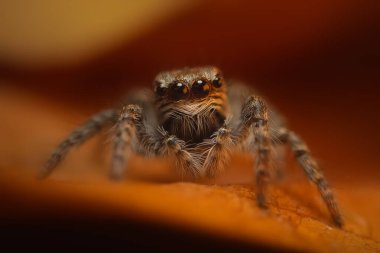 Bir örümceğin estetik açıdan hoş ve göze çarpan bir fotoğrafı ve sıcak renklerin hakim olduğu bir arka plan. Örümcek türü zıplayan bir örümcektir. Doğal arkaplan. 