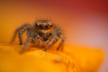 Bir örümceğin estetik açıdan hoş ve göze çarpan bir fotoğrafı ve sıcak renklerin hakim olduğu bir arka plan. Örümcek türü zıplayan bir örümcektir. Doğal arkaplan. 