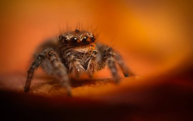 Bir örümceğin estetik açıdan hoş ve göze çarpan bir fotoğrafı ve sıcak renklerin hakim olduğu bir arka plan. Örümcek türü zıplayan bir örümcektir. Doğal arkaplan. 