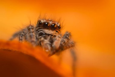 Bir örümceğin estetik açıdan hoş ve göze çarpan bir fotoğrafı ve sıcak renklerin hakim olduğu bir arka plan. Örümcek türü zıplayan bir örümcektir. Doğal arkaplan. 