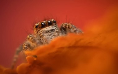 Bir örümceğin estetik açıdan hoş ve göze çarpan bir fotoğrafı ve sıcak renklerin hakim olduğu bir arka plan. Örümcek türü zıplayan bir örümcektir. Doğal arkaplan. 