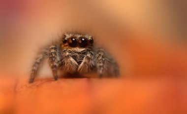 Bir örümceğin estetik açıdan hoş ve göze çarpan bir fotoğrafı ve sıcak renklerin hakim olduğu bir arka plan. Örümcek türü zıplayan bir örümcektir. Doğal arkaplan. 