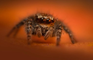 Bir örümceğin estetik açıdan hoş ve göze çarpan bir fotoğrafı ve sıcak renklerin hakim olduğu bir arka plan. Örümcek türü zıplayan bir örümcektir. Doğal arkaplan. 