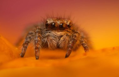 Bir örümceğin estetik açıdan hoş ve göze çarpan bir fotoğrafı ve sıcak renklerin hakim olduğu bir arka plan. Örümcek türü zıplayan bir örümcektir. Doğal arkaplan. 