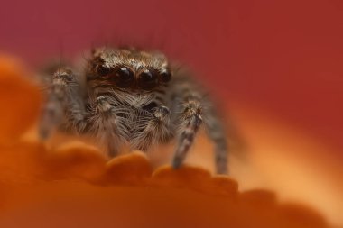 Bir örümceğin estetik açıdan hoş ve göze çarpan bir fotoğrafı ve sıcak renklerin hakim olduğu bir arka plan. Örümcek türü zıplayan bir örümcektir. Doğal arkaplan. 