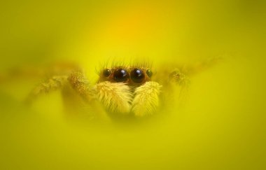Bir örümceğin estetik açıdan hoş ve etkileyici yakın plan fotoğrafı. Örümcek türü, zıplayan örümcek. Doğal arkaplan.