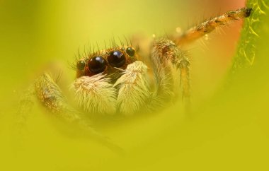 Bir örümceğin estetik açıdan hoş ve etkileyici yakın plan fotoğrafı. Örümcek türü, zıplayan örümcek. Doğal arkaplan.