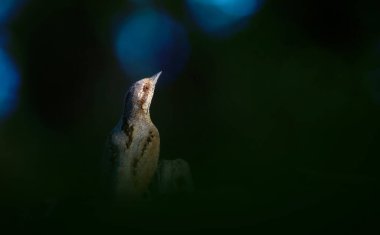 Farklı bir ağaçkakan türü. Doğa geçmişi. Avrasyalı Köylü. Jynx torquilla.