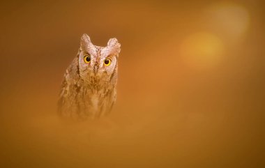 Baykuş. Avrasya Baykuşu. (Otus vurur). Renkli doğa arkaplanı.