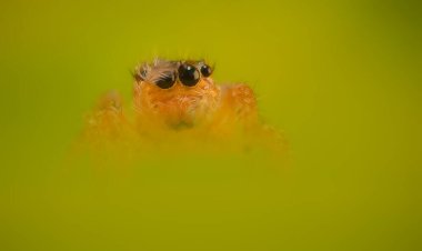 Bir örümceğin estetik açıdan hoş ve etkileyici yakın plan fotoğrafı. Örümcek türü, zıplayan örümcek. Doğal arkaplan.