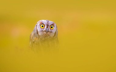 Baykuş. Avrasya Baykuşu. (Otus vurur). Renkli doğa arkaplanı.