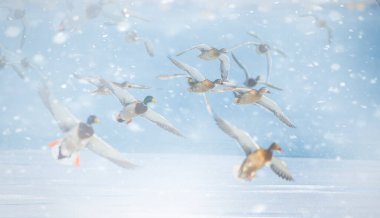 Ördekler karda fotoğraflandı. Vahşi yaşam ve kış manzarası. Doğal arkaplan.