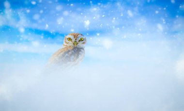 Kar altında çekilmiş bir baykuş. Kış doğası geçmişi. Küçük baykuş!.