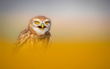 Baykuş. Renkli doğa geçmişi. Küçük baykuş!.