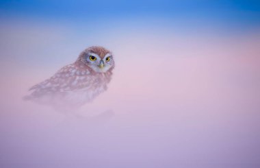 Baykuş. Renkli doğa geçmişi. Küçük baykuş!.