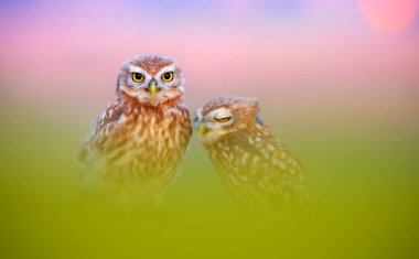 Baykuşlar. Renkli doğa geçmişi. Küçük baykuş!.