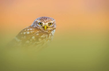 Baykuş. Renkli doğa geçmişi. Küçük baykuş!.