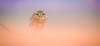 Baykuş. Renkli doğa geçmişi. Küçük baykuş!.