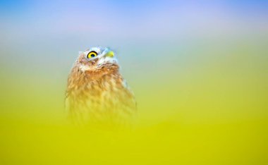 Baykuş. Renkli doğa geçmişi. Küçük baykuş!.