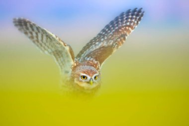 Baykuş. Renkli doğa geçmişi. Küçük baykuş!.