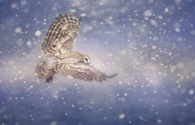 Karda uçan bir baykuş. Doğal bir kış geçmişi..