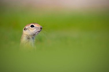 Şirin sincap. Yeşil doğa geçmişi. Kafkas sincabı. Sciurus anomalisi.