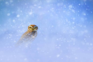 Bir baykuş karda fotoğraflandı. Arka plan doğal ve çarpıcı bir kar manzarası..