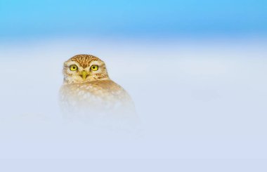 Bir baykuş karda fotoğraflandı. Arka plan doğal ve çarpıcı bir kar manzarası..