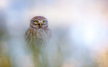 Sevimli bir baykuşun estetik fotoğrafı. Renkli doğa geçmişi. Küçük baykuş!.