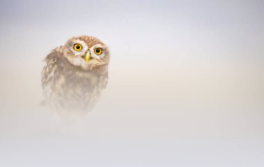 Sevimli bir baykuşun estetik fotoğrafı. Renkli doğa geçmişi. Küçük baykuş!.