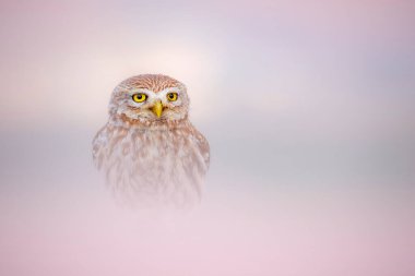 Sevimli bir baykuşun estetik fotoğrafı. Renkli doğa geçmişi. Küçük baykuş!.