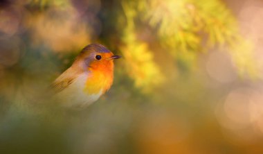 Tatlı kuş bülbülü. Yeşil doğa geçmişi. Avrupalı Robin. Erithacus rubecula.