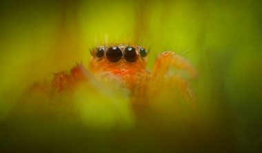 Bir örümceğin estetik açıdan hoş ve etkileyici yakın plan fotoğrafı. Örümcek türü, zıplayan örümcek. Doğal arkaplan.