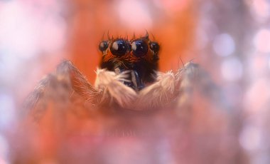 Bir örümceğin estetik açıdan hoş ve etkileyici yakın plan fotoğrafı. Örümcek türü, zıplayan örümcek. Doğal arkaplan.